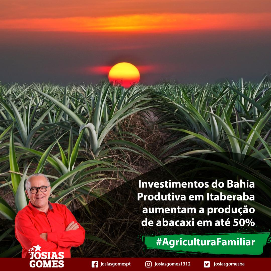 Produção De Abacaxi Pérola Cresce 50% Em Itaberaba!