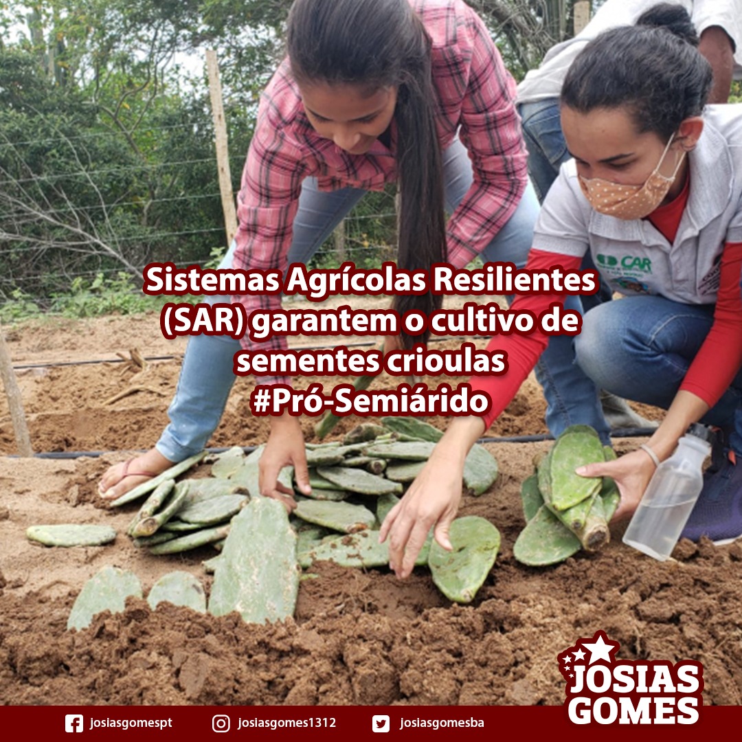 Sistema Agrícola Resiliente (SAR) Garante O Plantio De Sementes Crioulas!
